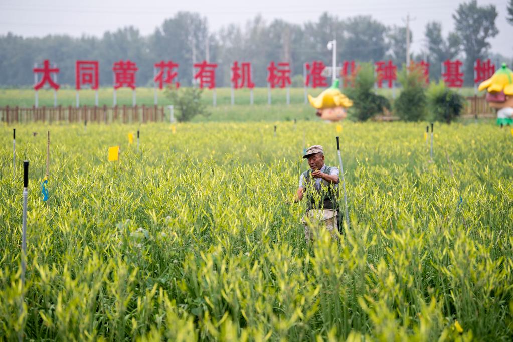 小黄花成致富大产业