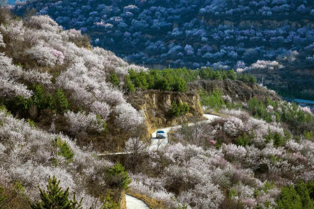 山花烂漫吕梁山