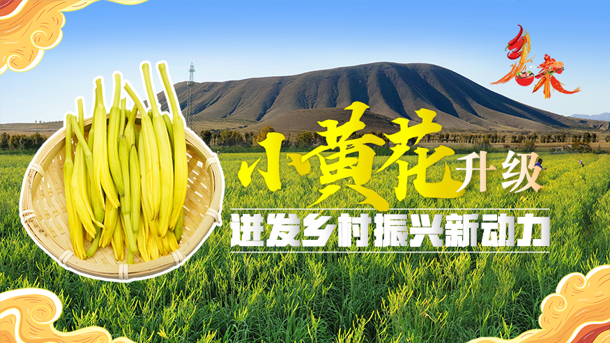 乡味|小黄花升级 迸发乡村振兴新动力